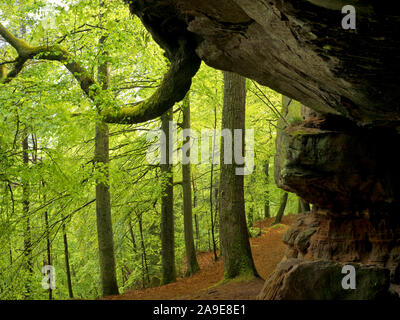 In Germania, in Renania Palatinato, Riserva naturale bosco Palatina, Eppenbrunn, 'Altschlossfelsen' dalla nuova pietra arenaria rossa, rame il faggio cresce dalla pietra arenaria Foto Stock