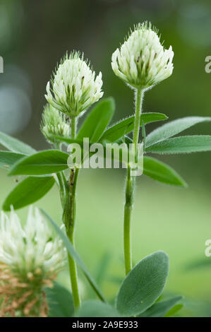 Trifolium pannonicum,Pannonischer Klee,trifoglio ungherese Foto Stock