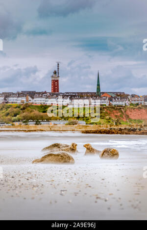 Germania, isola, mare del Nord, l'isola di Helgoland, dune, spiaggia, le foche grigie, faro Foto Stock