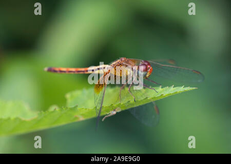 Libellula, Brachythemis contaminata, Ubon Ratchanthani, Isaan, Thailandia Foto Stock