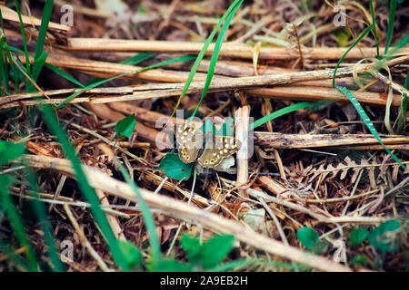 Pararge aegeria screziato legno riscaldamento a farfalla nel sole primaverile tra vecchi bracken Foto Stock