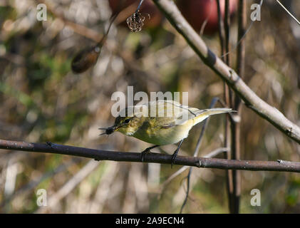 Close-up di un chiffchaff cattura una mosca Foto Stock