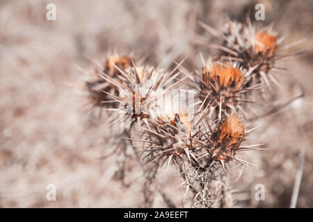 Secchi fiori spinosi, close-up foto con messa a fuoco selettiva Foto Stock