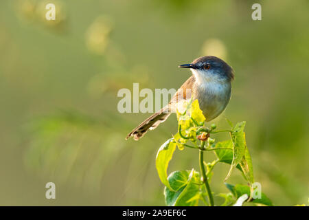 Grigio-breasted Prinia appollaiate su top di arbusti cercando una distanza con la luce del sole di mattina Foto Stock