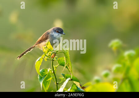 Grigio-breasted Prinia appollaiate su top di arbusti cercando una distanza con la luce del sole di mattina Foto Stock