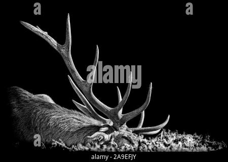 Io non sono il tuo trofeo (Cervus elaphus) Foto Stock