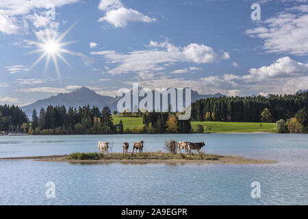 Mandria di vacche in piedi su un isola in Forggensee serbatoio, manipolato digitalmente Foto Stock