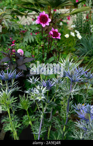 Eryngium giganteum,mare holly,mare hollies,fiore blu,fiori blu,fioritura,dahlia blue bayou,polvere puff dalie,RM Floral Foto Stock
