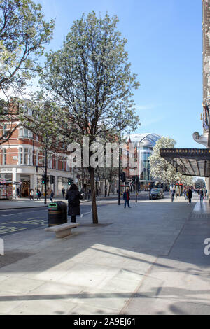 Chanticleer Pear Tree (Pyrus calleryana Chanticleer "), strada di alberi in fiore, Oxford Street, London W1 Foto Stock