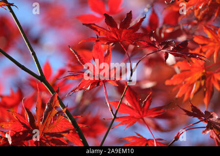 Bella caduta Fiery color; Rosso foglie di acero in stretta fino contro il cielo blu. Messa a fuoco selettiva, morbida luce di mattina presto. La natura dello sfondo. Foto Stock