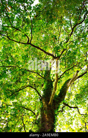 Albero piano dal basso Foto Stock