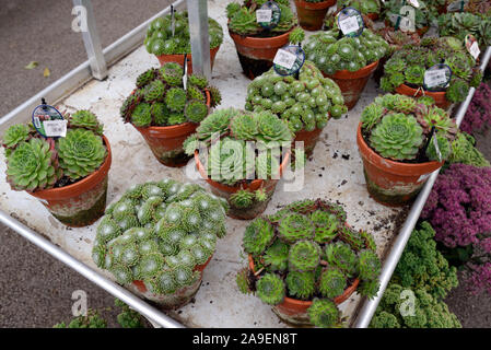Display o raccolta di Sempervivum succulente in vendita in Centro giardino Foto Stock