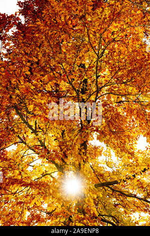 Luce in foglie di autunno Foto Stock