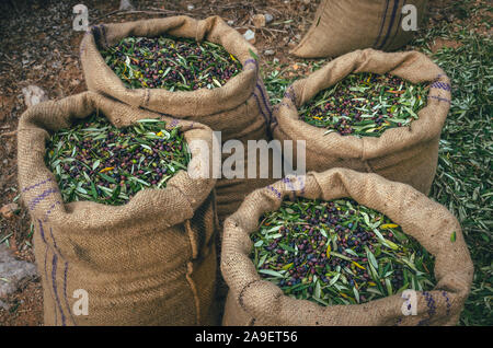 I sacchi riempiti di fresco con olive raccolte. Foto Stock