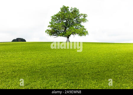 Vecchia Quercia sul prato Foto Stock