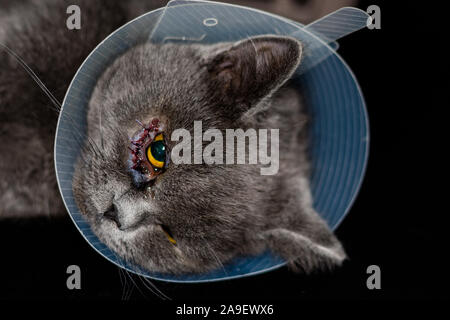 British Shorthair gatto di razza con il collare dopo chirurgia entropion Foto Stock