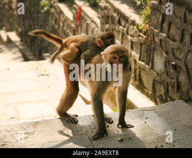 Le scimmie al tempio Swambhunath, Kathmandu, Nepal Foto Stock