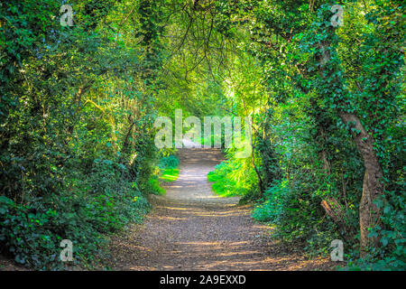 Tunnel di alberi e un sentiero a Hampstead Heath, London, Regno Unito Foto Stock