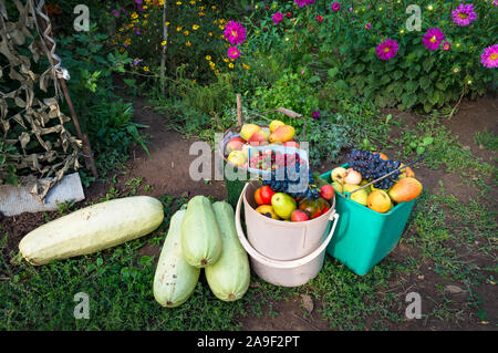 Agriturismo il raccolto di zucchine e frutti. Veggie patch del raccolto di ortaggi e frutti maturi Foto Stock