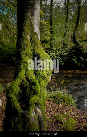 Moss crescente sul tronco di un albero in antichi boschi di legno Draynes in Cornovaglia. Foto Stock