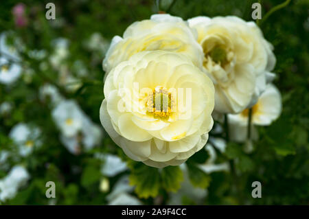 Crema bellissimo anemone a fiori di aiuola. Close up, il fuoco selettivo Foto Stock