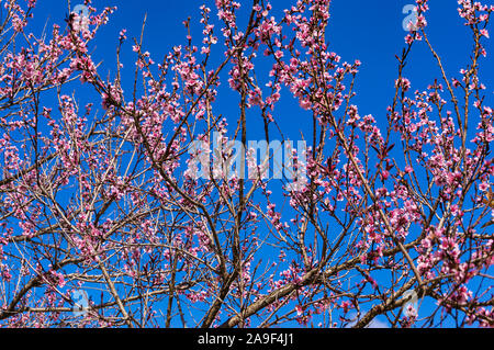 Rosa luminoso sakura, sherry fiori, Blossoms con un cielo azzurro sullo sfondo. Giappone natura sfondo a molla Foto Stock