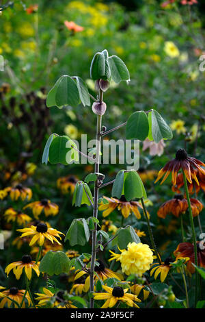 Amicia zygomeris,giogo-lasciava amicia,woody perenne,foglie,fogliame, semi-hardy,piantando mescolato regime,confine,dall'aspetto esotico,giardino,giardino,RM Floral Foto Stock