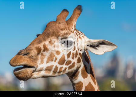 Close up giraffa sulla giornata soleggiata con cielo blu sullo sfondo Foto Stock