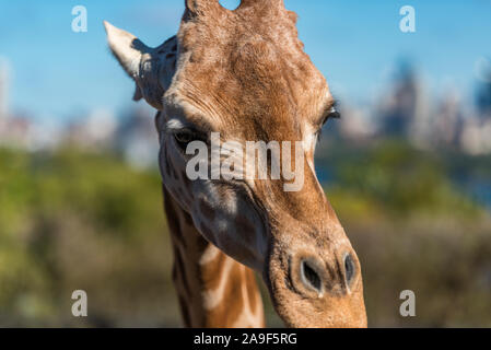 Primo piano di una giraffa africana sulla giornata di sole Foto Stock