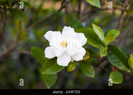 Fiore astratto di sfondo bianco fiori gardenia Foto Stock