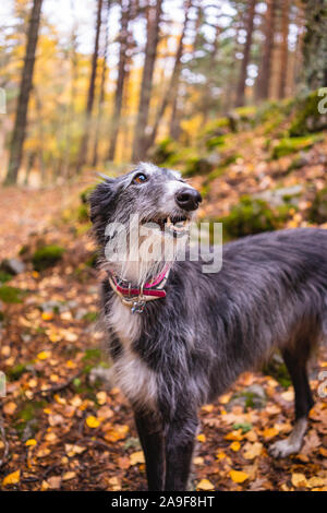 Ritratto di un bianco e nero levriero in un boschetto di betulle in autunno Foto Stock