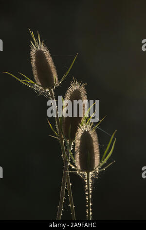 Feto membro della wild teasel in luce posteriore, chiudere fino Foto Stock