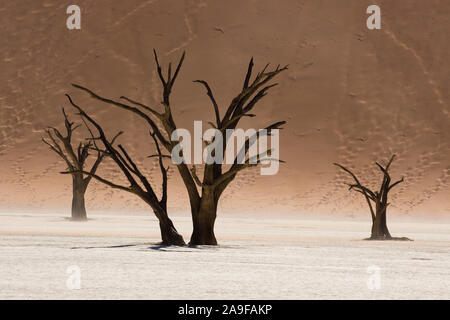Gli alberi morti nell'Deadvlei, vicino al Sossusvlei, Namib Desert, Namibia Foto Stock