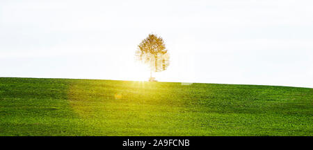 Albero con panca in retroilluminato Foto Stock