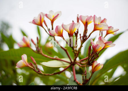 Bel mazzo frangipani o fiori di plumeria Foto Stock