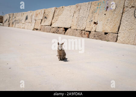 Un gatto randagio seduto su un percorso concreto accanto a un muro di pietra in una giornata di sole. Foto Stock