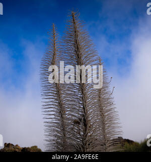 Morto alti picchi di fiori di Echium wildpretii Teide red viper dell bugloss con un cielo blu in Tenerife, Isole Canarie Foto Stock