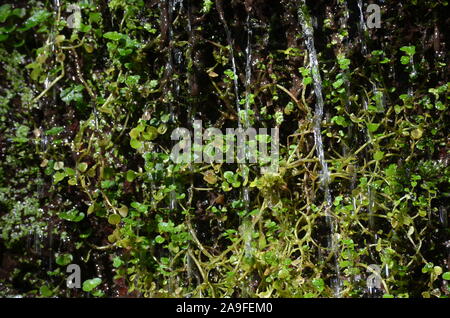 Moss in una piccola cascata nella Sierra de la Demanda, La Rioja, Spagna settentrionale Foto Stock