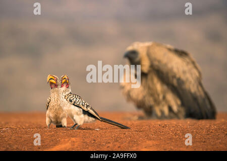 Southern yellowbilled hornbills (Tockus leucomelas), Zimanga riserva privata, KwaZulu-Natal, Sud Africa Foto Stock