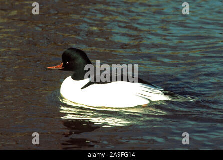 Smergo maggiore 'Mergus merganser' maschi in allevamento piumaggio.Wildfowl & Wetlands Trust.Martin mera Lancashire. Inghilterra Foto Stock