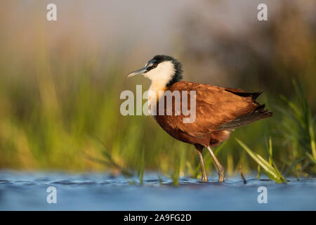 Jacana africana (Actophilornis africanus), Zimanga Game Reserve, Sud Africa Foto Stock