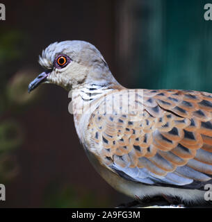 La Tortora 'Streptopelia turtur' adulto.visitatore estivo in Europa.a sud-ovest della Francia. Foto Stock