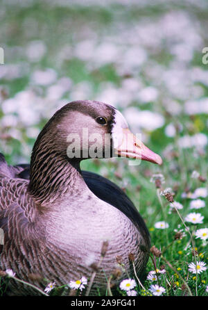 Bianco-fronteggiata oca 'Anser albifrons' adulto presso ,WWT Washington,Tyne & Wear. Foto Stock