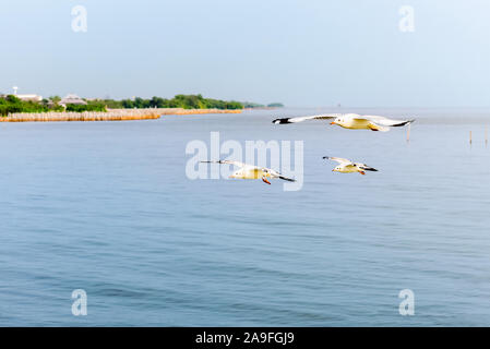 Animale nella bellissima natura per lo sfondo, vicino la vista laterale tre seagull famiglia bird flying allegramente sul blu del mare nel tramonto, Bangpu Rec Foto Stock