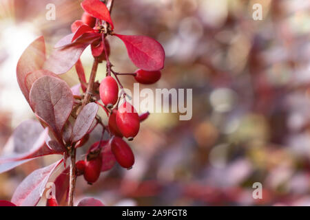 Close-up di rosso bacche mature di foglia rossa crespino Foto Stock