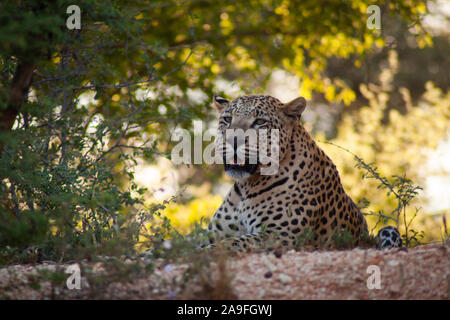 Wild African Leopard presso l'Okonjima Riserva, Namibia Foto Stock