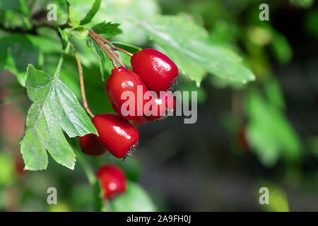 Mazzetto di ripe rosse bacche di biancospino, close up Foto Stock