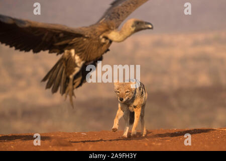 Jackal Blackbacked (Canis mesomelas) inseguono off whitebacked avvoltoio, Zimanga riserva privata, KwaZulu-Natal, Sud Africa Foto Stock