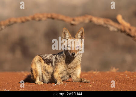 Jackal Blackbacked (Canis mesomelas), Zimanga riserva privata, KwaZulu-Natal, Sud Africa Foto Stock