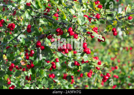 I grappoli di ripe rosse bacche di biancospino, close up Foto Stock